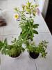 ������������� �����������