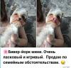 ������������� �����������